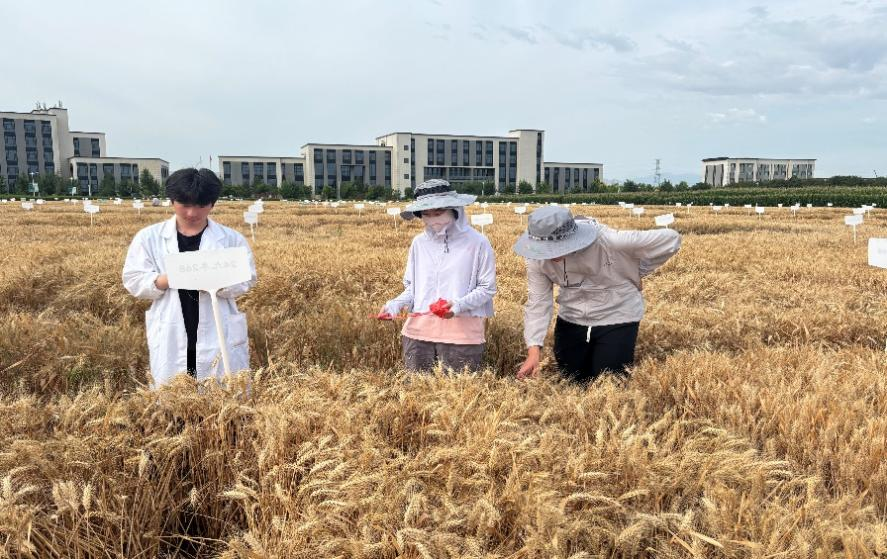 “蒸”战高温，直面“烤”验-九圣禾集团暑期实习纪实